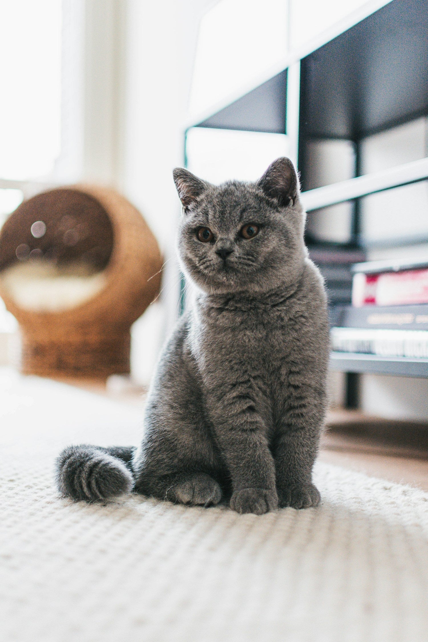 Pet Care