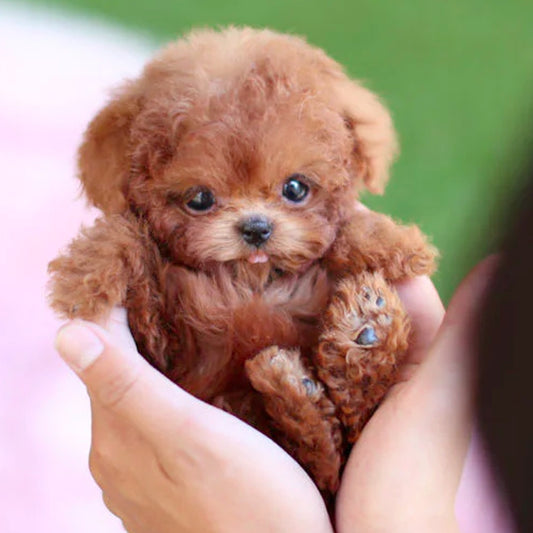 Realistic Robot Puppy Plush