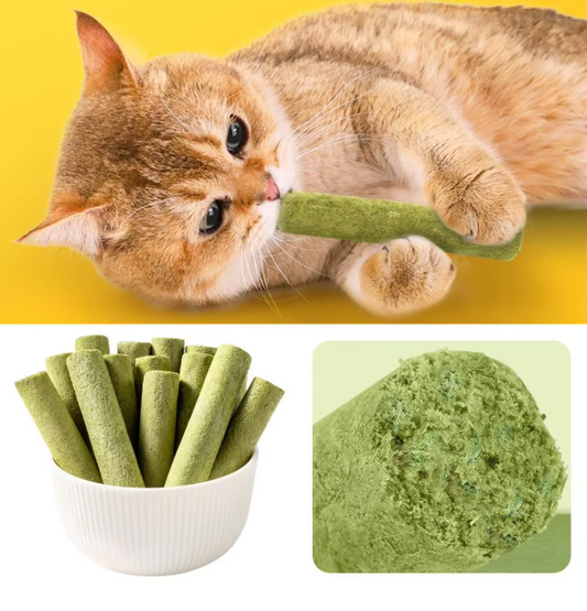 Cat Grass Stick